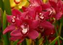 CymbidiumLadyFireRedAngelicagroup.jpg