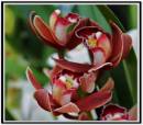 Cymbidium_3.jpg