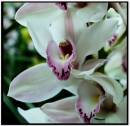 Cymbidium_4.jpg