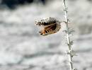 D708915_man-eater.jpg
