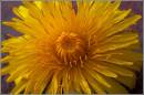 DANDELION_.jpg
