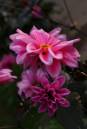 DSC00050_1600x1200_.JPG