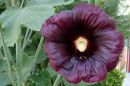 DSC00088a.jpg