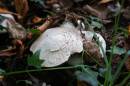 DSC00108.JPG