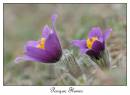 DSC0013_Pasque_Flower_Framed.jpg