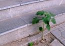 DSC00157a.jpg