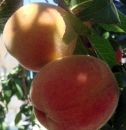 DSC00300a.jpg