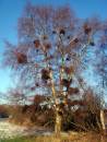 DSC00554-1.jpg