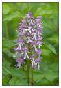 DSC0059_Lady_Orchid_Frame.jpg