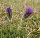 DSC0113_Pasque_Flower.jpg