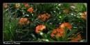 DSC0136nxadjcrpweb1000.jpg