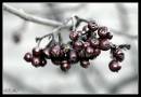 DSC01488z.jpg