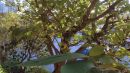 DSC01884_EVENING_LIGHT_VALUE_6_G_S_V_F_to_SET_RING_in_HUE_SATURATION_to_6_TONAL_VALUE.jpg