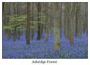 DSC0201_Bluebell_Wood_Framed.jpg