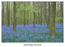 DSC0216_Bluebell_Wood_Framed.jpg