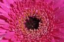 DSC0385_1024_x_680_.jpg