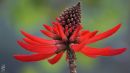DSC03897_coral_tree.jpg
