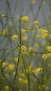 DSC04095.jpg