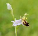 DSC0589_Bee_Orchid.jpg