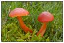 DSC0641_Hygrocybe_coccinea.jpg