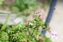 DSC07846.jpg