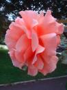 DSC08306.jpg