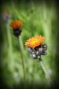 DSC1212RBS_681_x_1024_.jpg