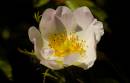 DSC2716a.jpg