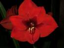 DSCF4654.jpg