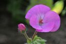 DSCN1178a1.jpg