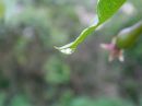 DSCN1901-Water_Droplet.jpg