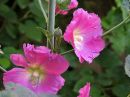 DSCN4309a.jpg