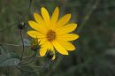DSCN7099a.jpg