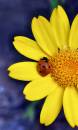 DSC_0023-1_yellow_flwr_cropped_with_ladybird_adobe_sharpened_again_Medium_.jpg