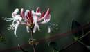 DSC_0024_honeysuckle_adobed_Medium_.jpg