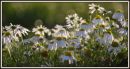 DSC_0028-1.JPG
