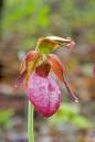 DSC_0036_pink_lady_slipper.jpg