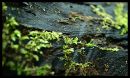 DSC_0038.jpg