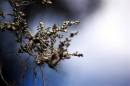 DSC_0088_dried_flowers_blue_background_edited_adobe_Medium_.jpg