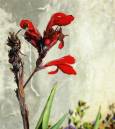 DSC_0093_red_flower_against_wall_adobed_Medium_.jpg