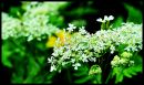 DSC_0097.jpg