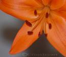 DSC_0156.jpg