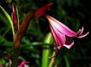 DSC_0175_pink_flower_on_own_adobed_Medium_.jpg