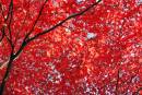 DSC_0188x.jpg
