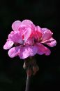 DSC_0766M.jpg
