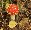 DSC_0963x.jpg