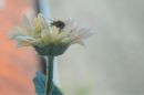 DSC_1786.JPG