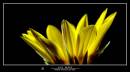 DSC_4237_A_copy.jpg