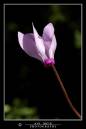 DSC_7818_copy.jpg