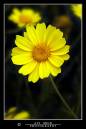 DSC_7920_copy.jpg